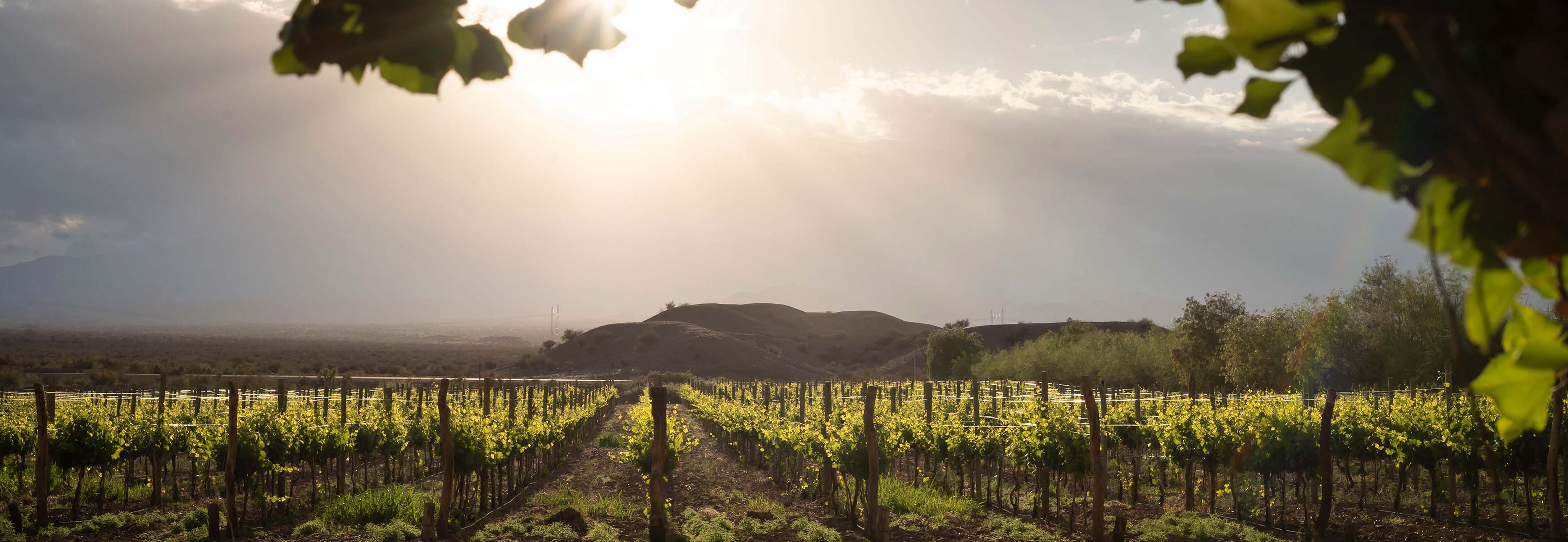 Viñedos de Bodega del Carmen